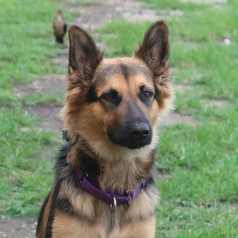 Paisley  Trained Dog thumbnail 3