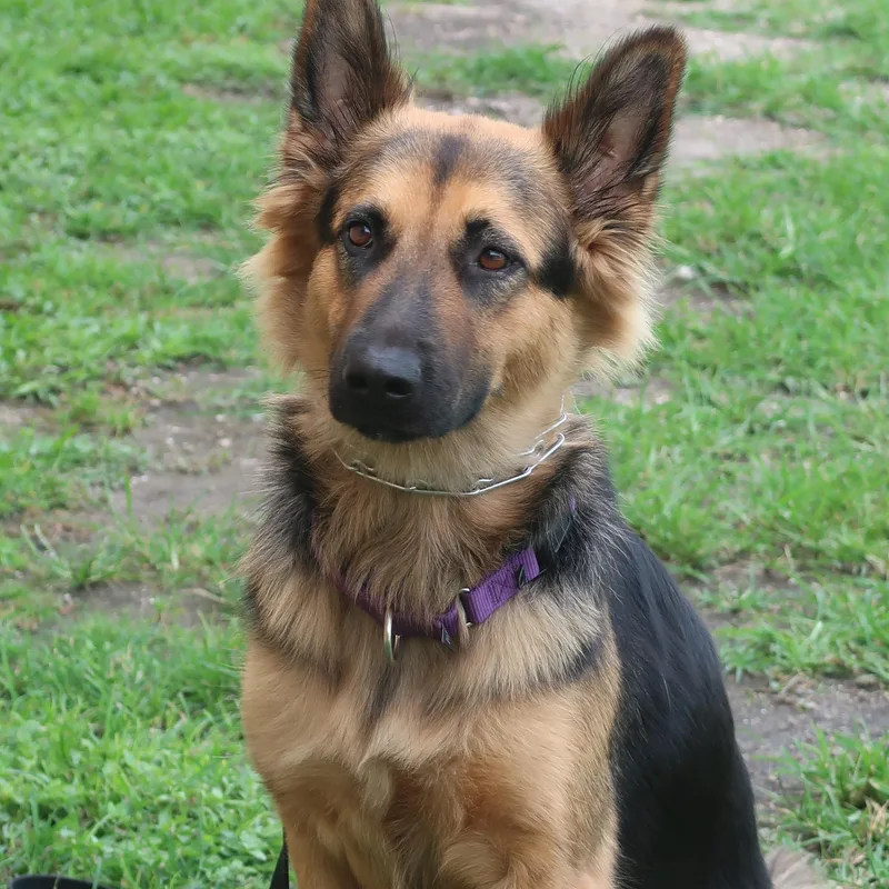 Paisley  Trained Dog thumbnail 4