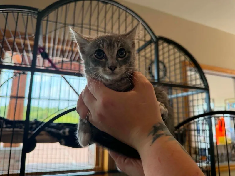 A baby medium-sized female Domestic Short Hair cat named R Radish for adoption in Ashland, WI