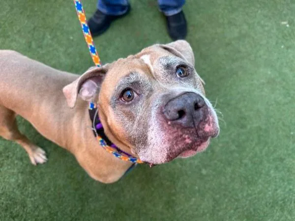 An adult large-sized male Mixed Breed dog named Decatur for adoption in New York, NY