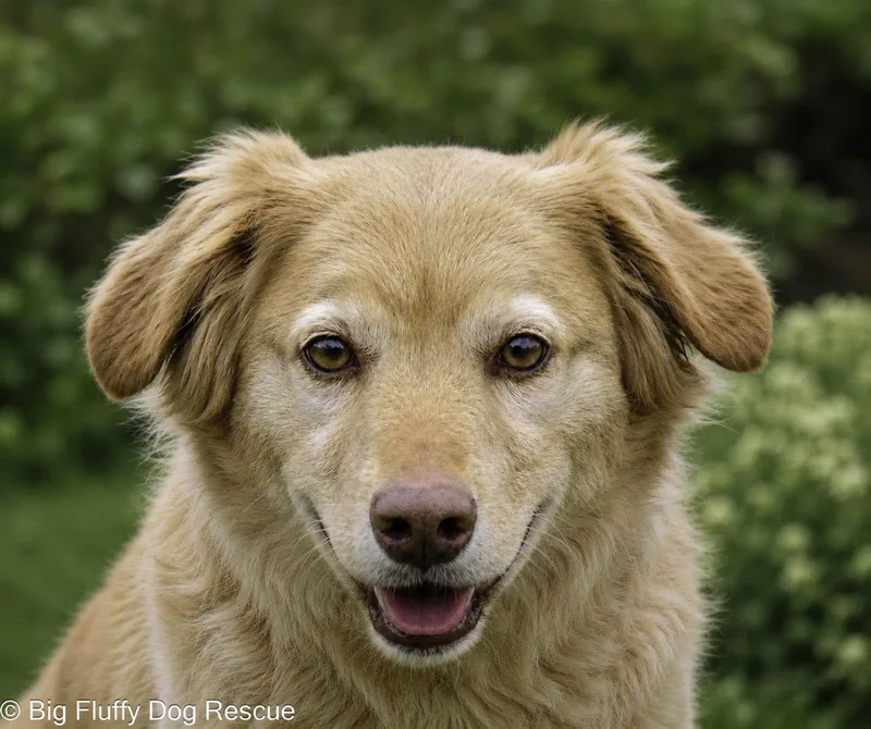 An adult medium-sized male Golden Retriever dog named Kolton for adoption in Nashville, TN
