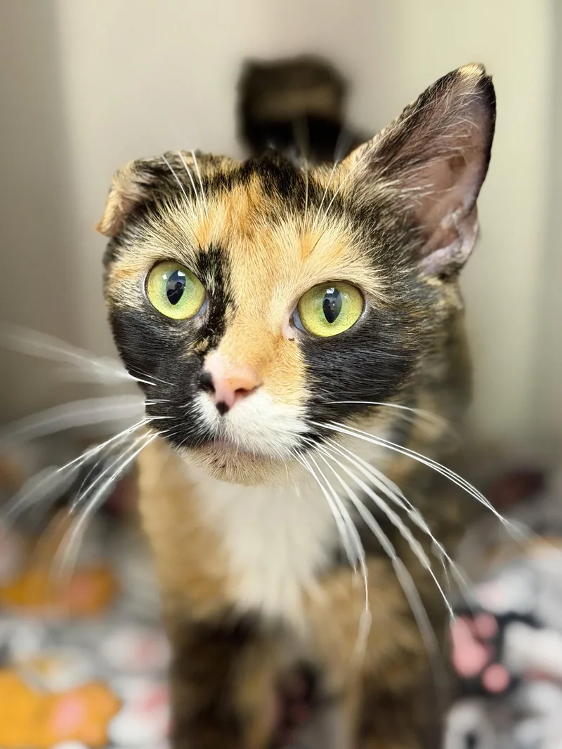 An adult medium-sized female Domestic Short Hair cat named Ariel for adoption in West Cornwall, CT