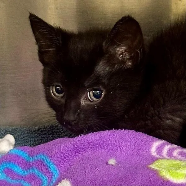 A baby medium-sized female Domestic Short Hair cat named Fila for adoption in Walnut Creek, CA