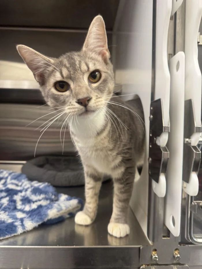 A young small-sized female Domestic Short Hair cat named Seras for adoption in Hilton Head Island, SC