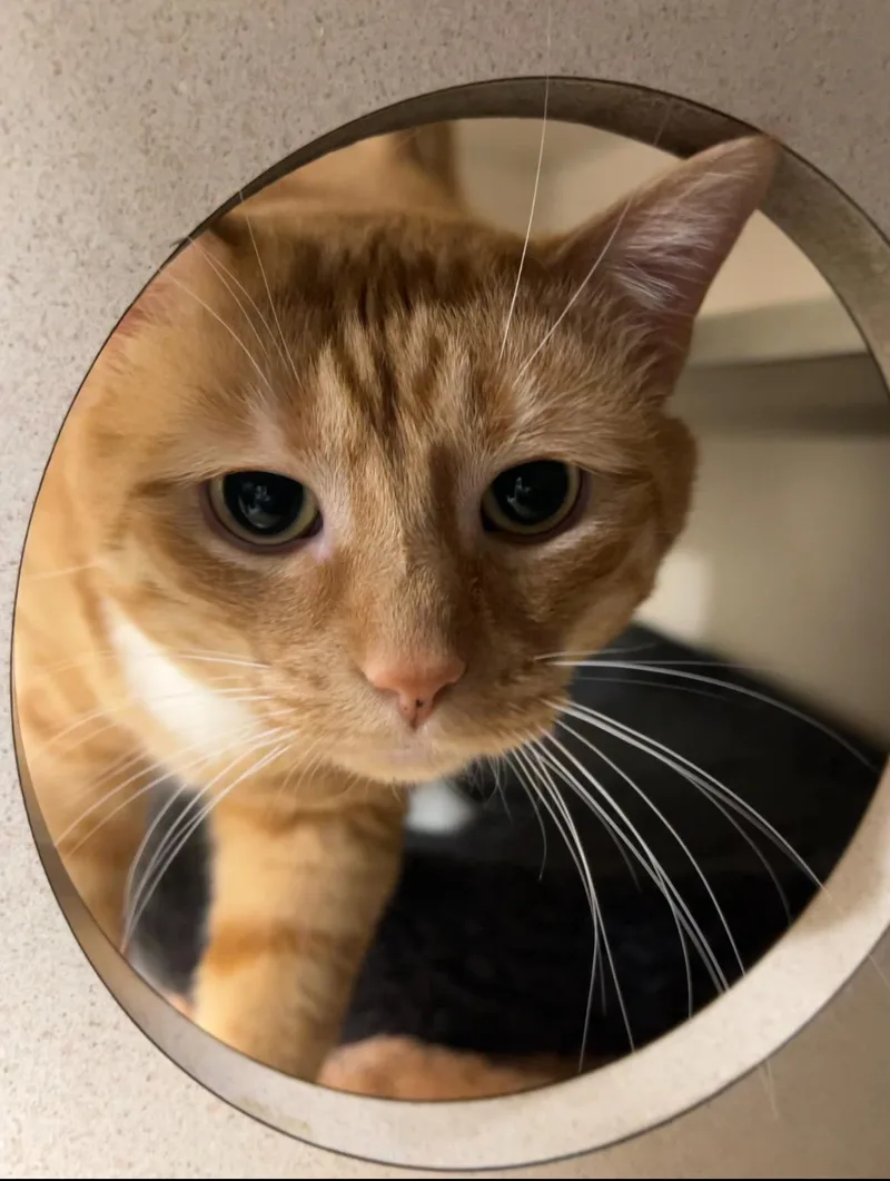 Marellys thumbnail 2