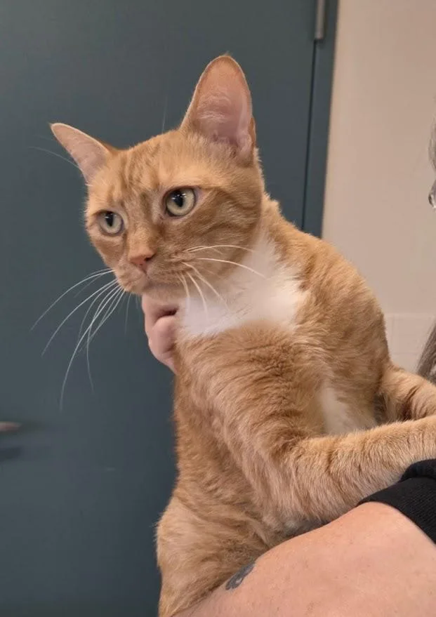 Marellys thumbnail 4