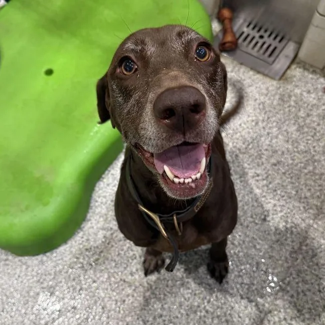 A senior medium-sized female Mixed Breed dog named Wendy for adoption in Jackson, MI