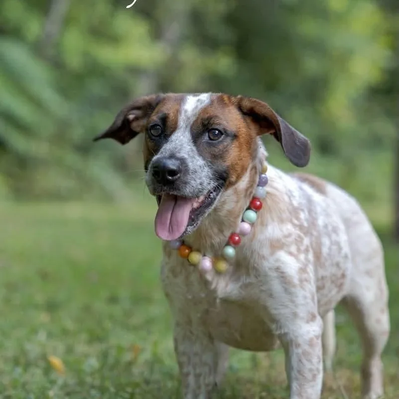 A young medium-sized female Beagle dog named Freya for adoption in Spring Hill, TN