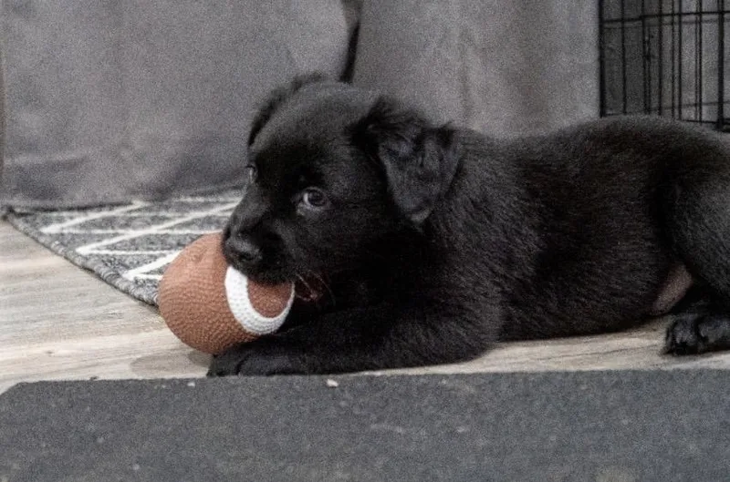 A baby medium-sized male Labrador Retriever dog named Bear for adoption in Mount Juliet, TN