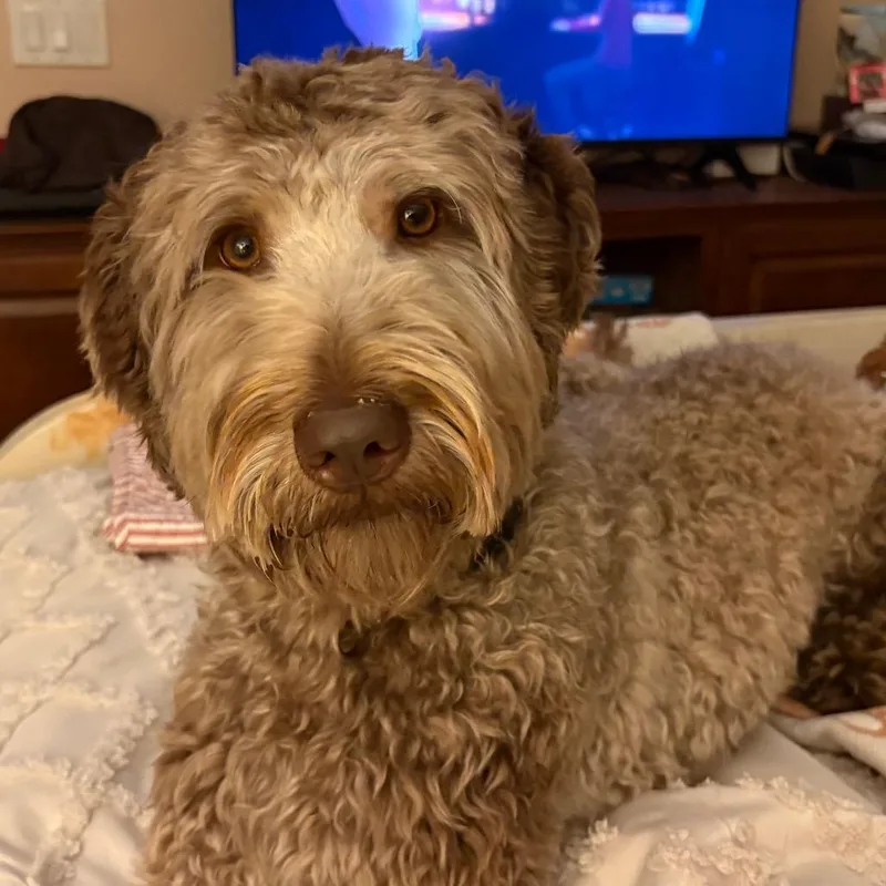 Lucie thumbnail 2