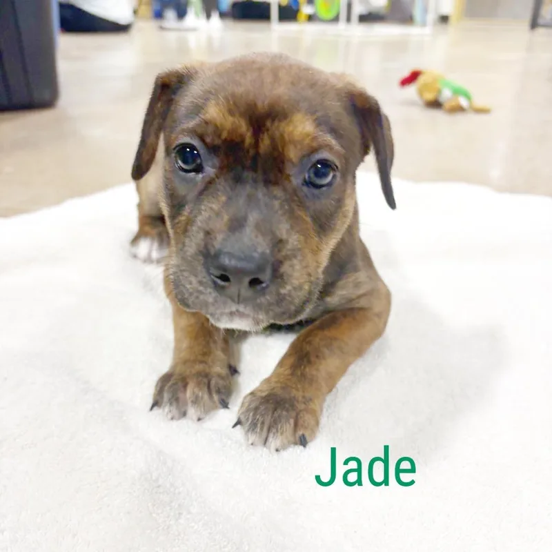 Jade thumbnail 4