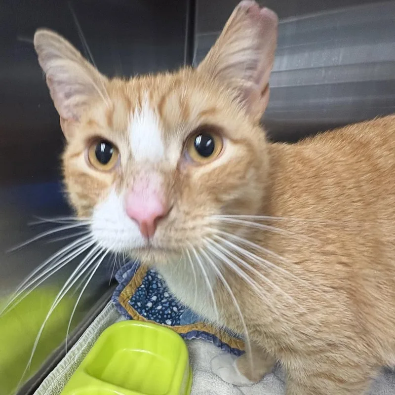 An adult medium-sized male Orange / Red Domestic Short Hair cat named Wally for adoption in East Hanover, NJ