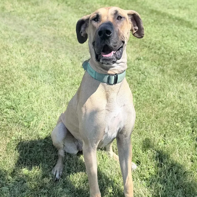 A young extra large-sized female Yellow / Tan / Blond / Fawn Great Dane dog named Widow for adoption in Wapakoneta, OH
