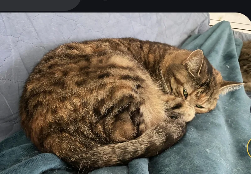 An adult medium-sized female Torbie cat named Bebe for adoption in Huntsburg, OH