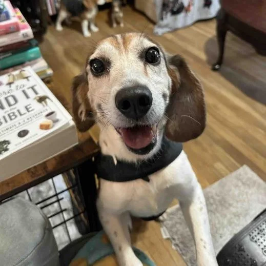 An adult medium-sized male Beagle dog named Copper for adoption in Fairfax, VA