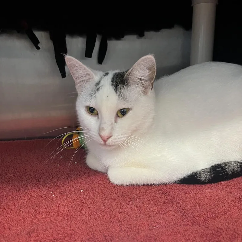 An adult medium-sized female Calico Domestic Short Hair cat named Bailey for adoption in Fort Wayne, IN