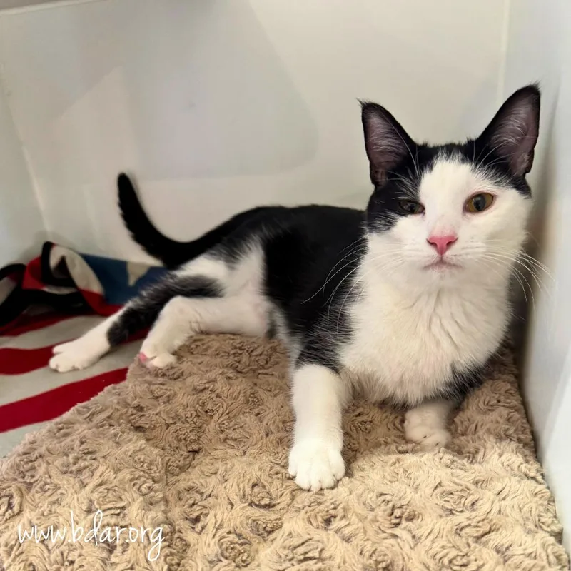 A young medium-sized female White Domestic Short Hair cat named Tabitha for adoption in Cheyenne, WY