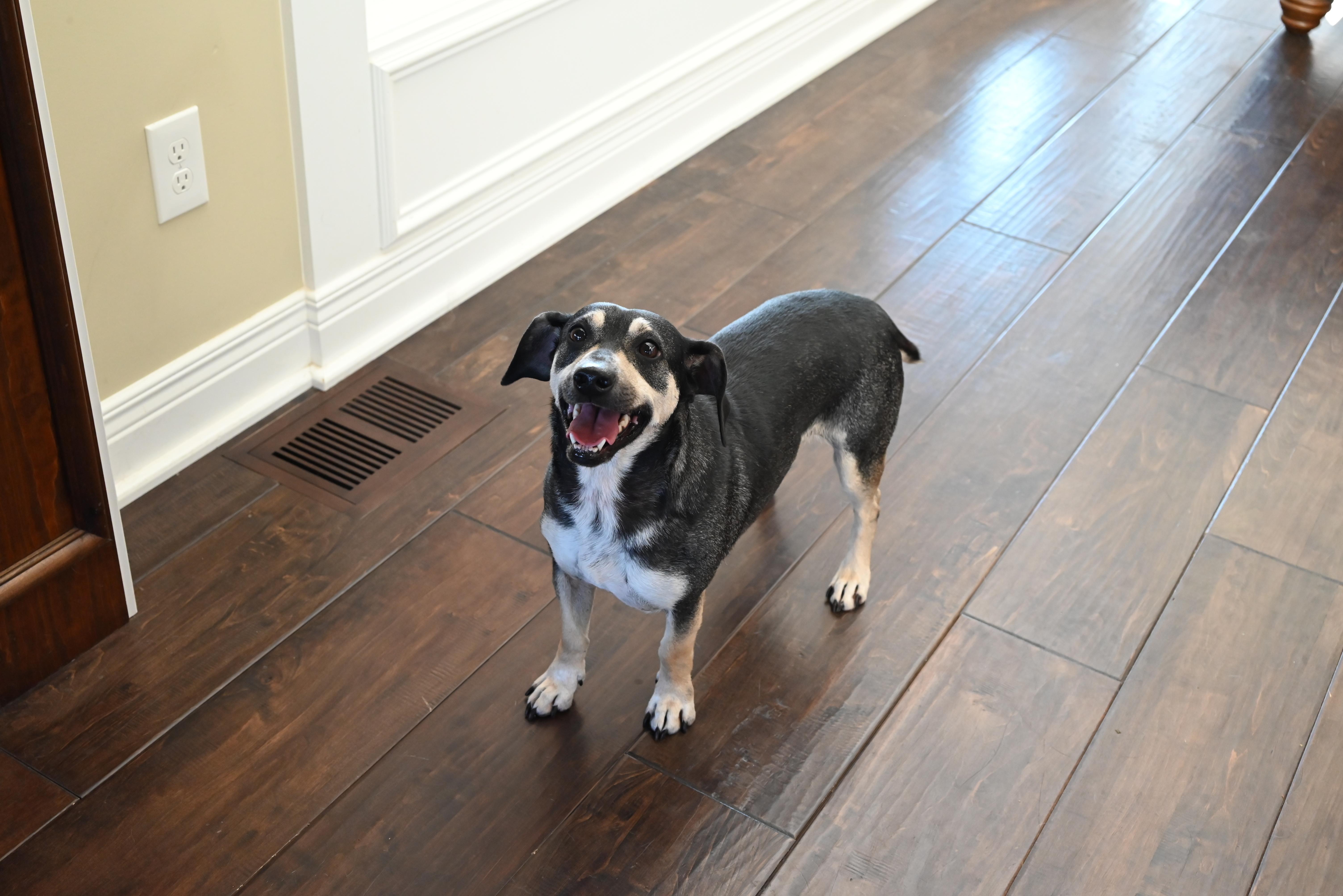 Dale  Paws Behind thumbnail 2