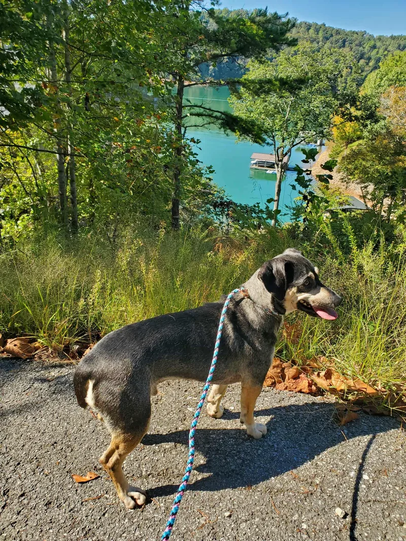 Dale  Paws Behind thumbnail 3