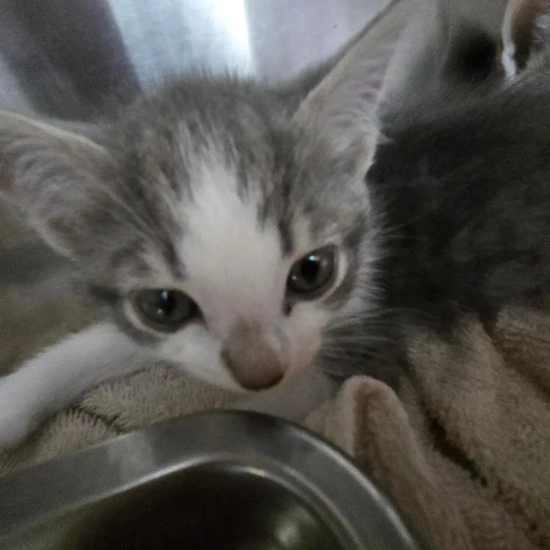 A baby small-sized female Gray / Blue / Silver Domestic Short Hair cat named Macaroni for adoption in Mount Gilead, NC