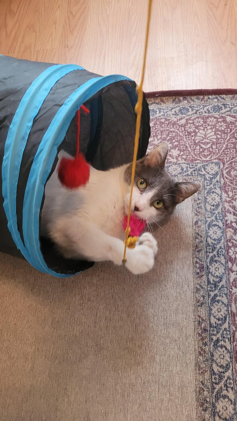 A young medium-sized female Gray & White Domestic Short Hair cat named Rhiannon for adoption in Reston, VA