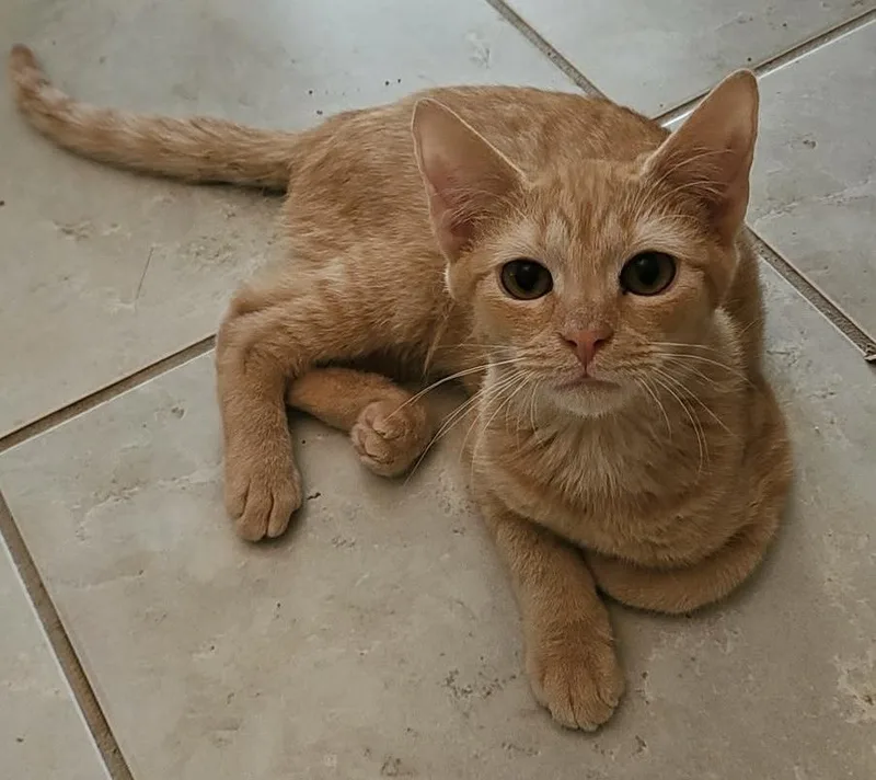 A baby small-sized male Orange / Red Domestic Short Hair cat named Charlie Jo for adoption in Myrtle Beach, SC