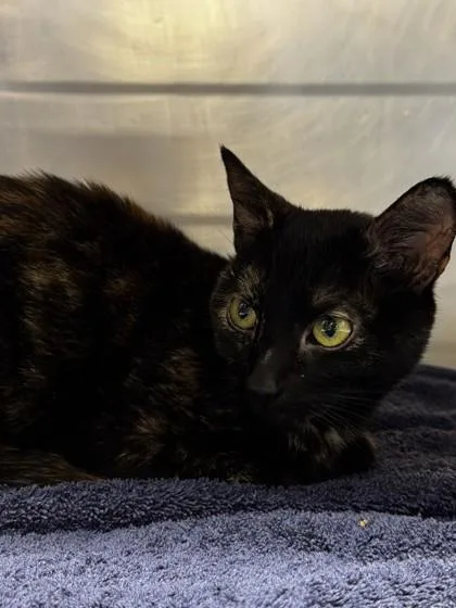 An adult small-sized female Domestic Short Hair cat named Peaches for adoption in Roseville, CA