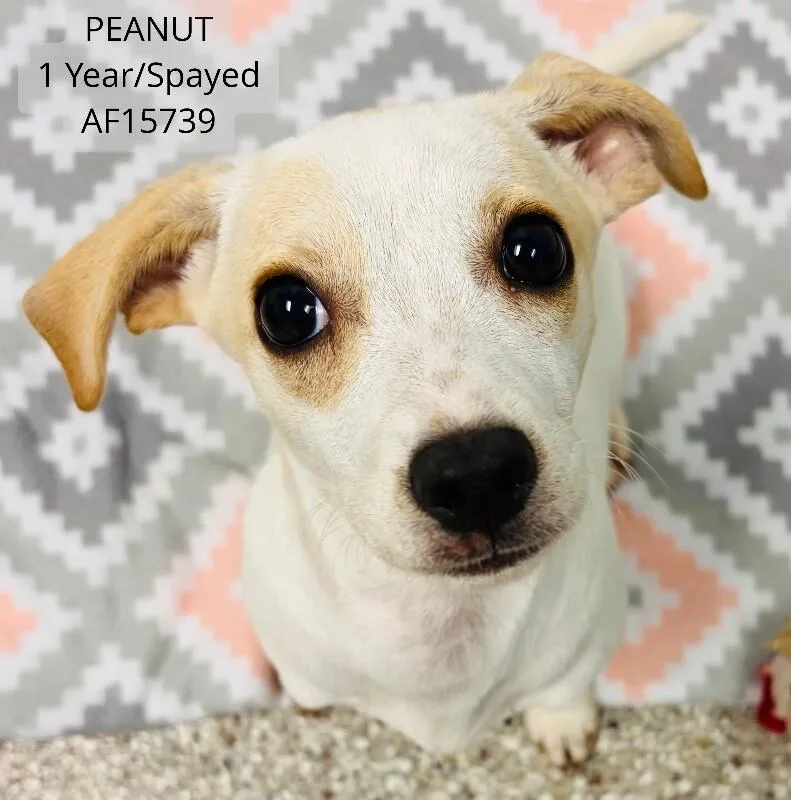 Peanut