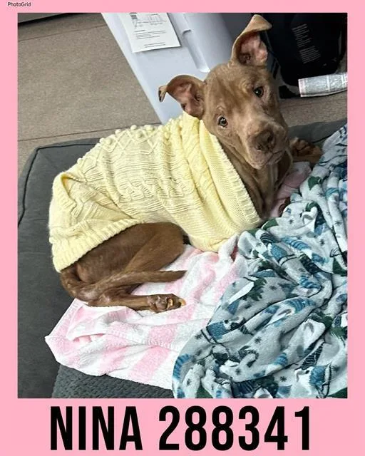 An adult large-sized female Mixed Breed dog named Nina for adoption in Macon, GA