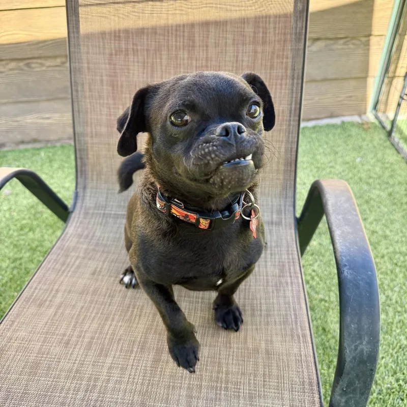 A young small-sized male Black Pug dog named Wilbur for adoption in Agoura Hills, CA