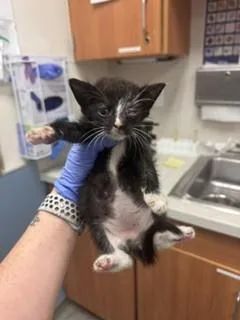 A baby small-sized male Domestic Short Hair cat named Elwood for adoption in Miami, FL