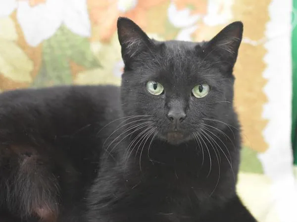 A young small-sized female Domestic Short Hair cat named Bartender for adoption in Portland, OR