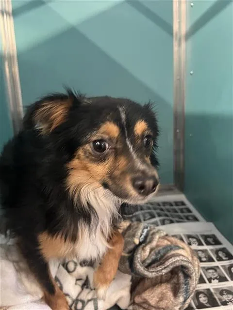 A young small-sized male Terrier dog named Parfait for adoption in San Antonio, TX