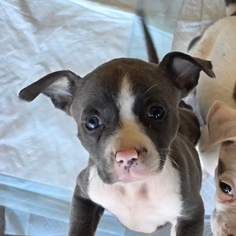 A baby small-sized female Gray / Blue / Silver Terrier dog named Nomi for adoption in Bronson, FL