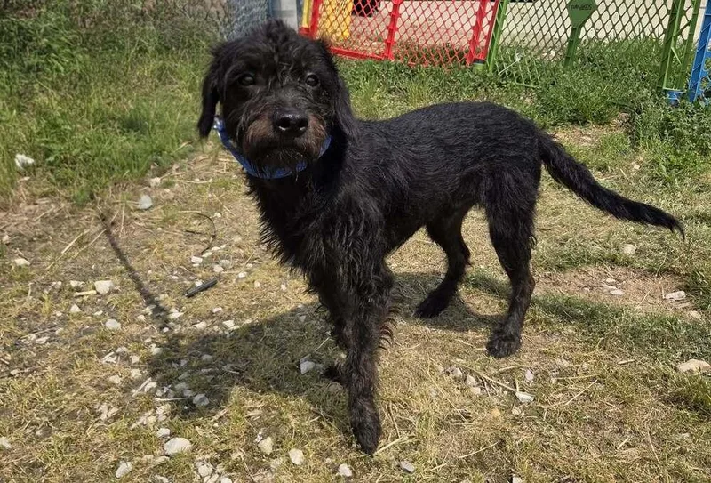 A baby small-sized male Terrier dog named Jackalope for adoption in Evansville, IN
