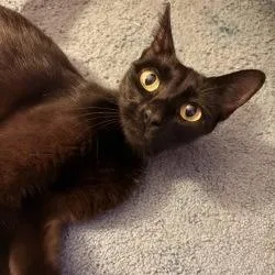 An adult small-sized female Black Domestic Short Hair cat named Petunia for adoption in West Palm Beach, FL