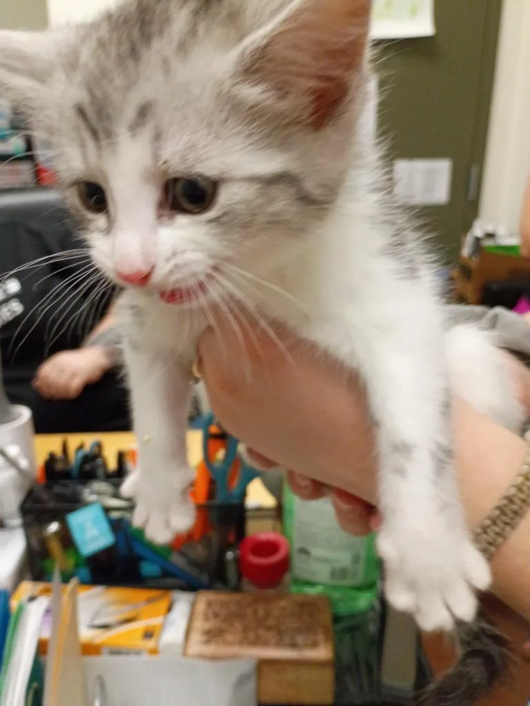 A baby medium-sized female Domestic Short Hair cat named Newton for adoption in Hamilton, OH