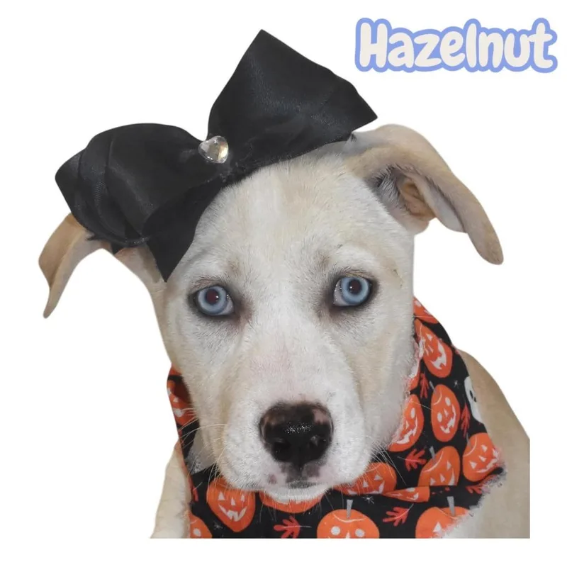 Hazelnut thumbnail 3