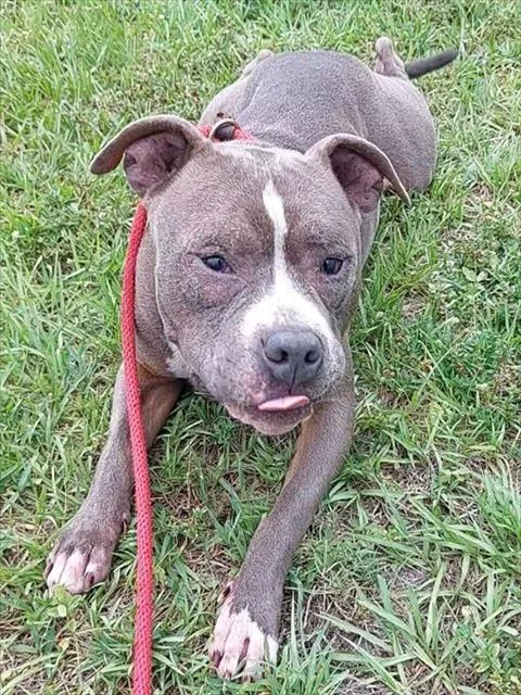 An adult large-sized male American Staffordshire Terrier dog named Foggy for adoption in Fort Lauderdale, FL