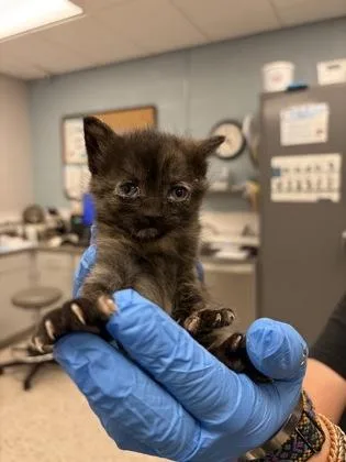 A baby small-sized female Domestic Short Hair cat named Tawnypelt for adoption in Gastonia, NC