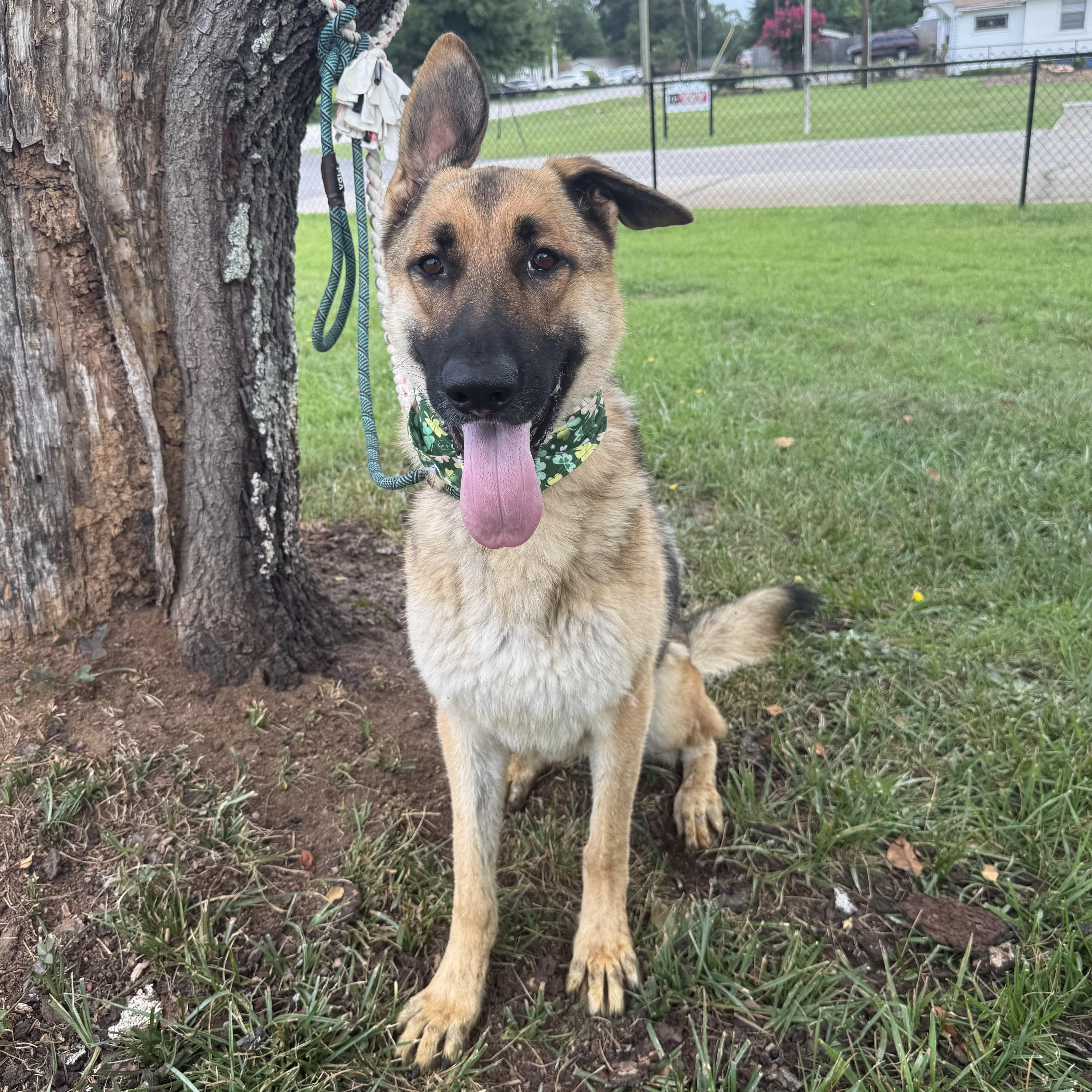 An adult large-sized male Black German Shepherd Dog dog named Lokei for adoption in Columbia, SC