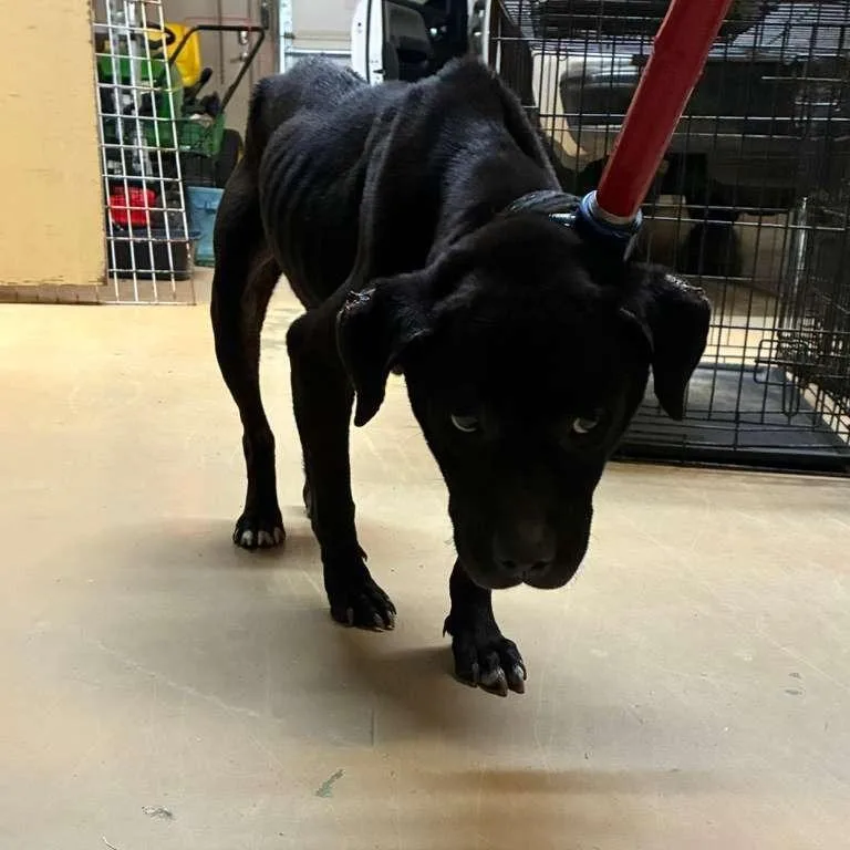 An adult medium-sized male Black Mixed Breed dog named Rue for adoption in Gadsden, AL
