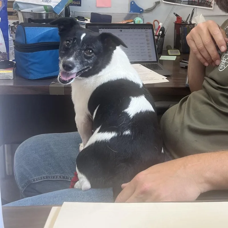 An adult small-sized male Black Chihuahua dog named Sebastian for adoption in Delaware, OH