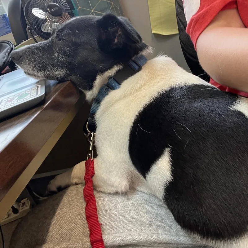 Sebastian thumbnail 3