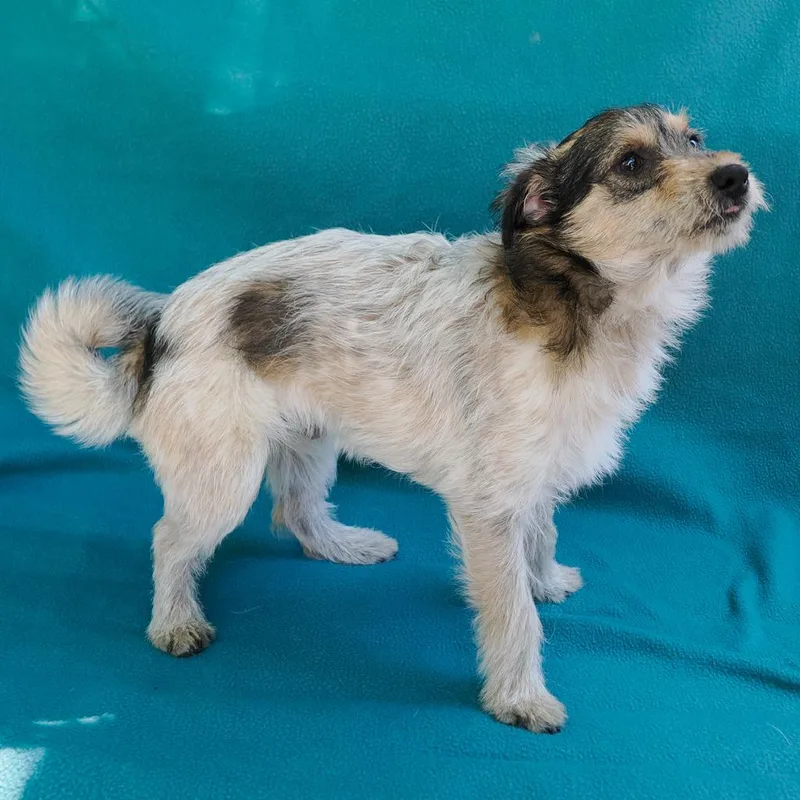 Roadster thumbnail 2