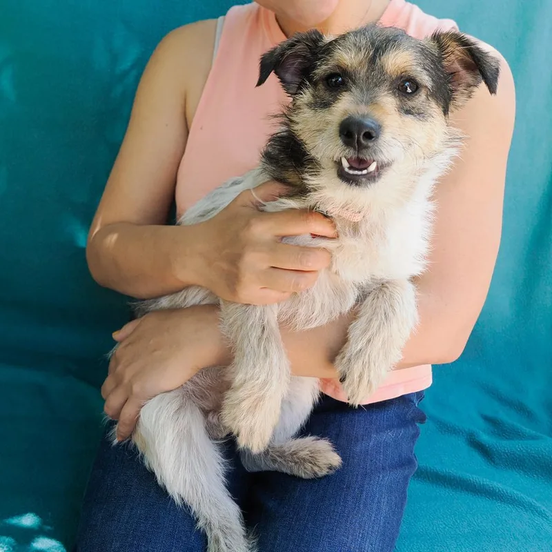 Roadster thumbnail 3