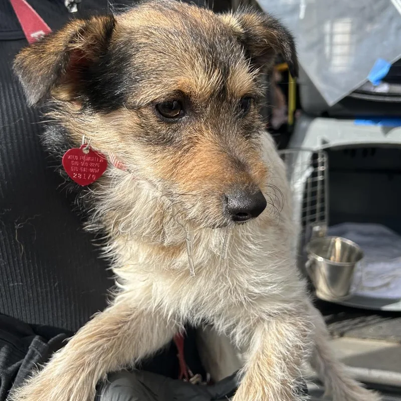 Roadster thumbnail 4