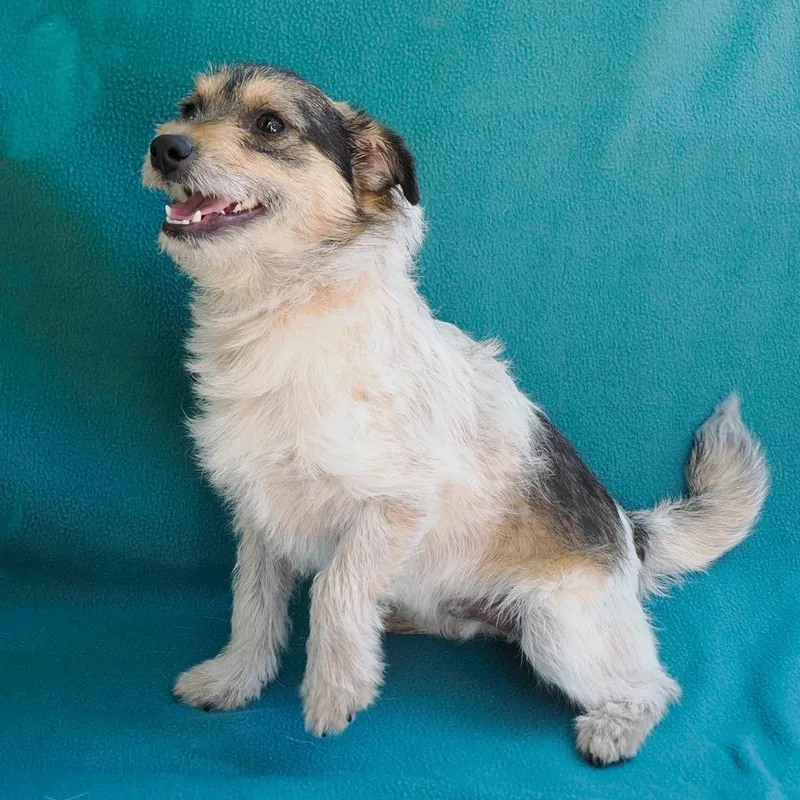 Roadster thumbnail 5