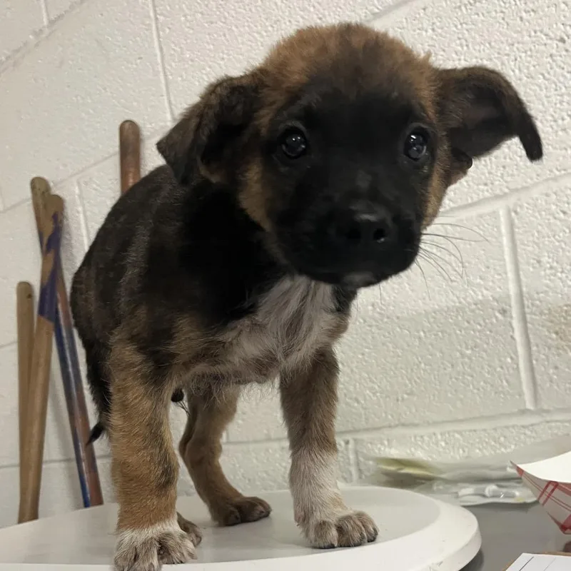 A baby small-sized male Brown / Chocolate Shepherd dog named Jerky for adoption in Edinburg, TX