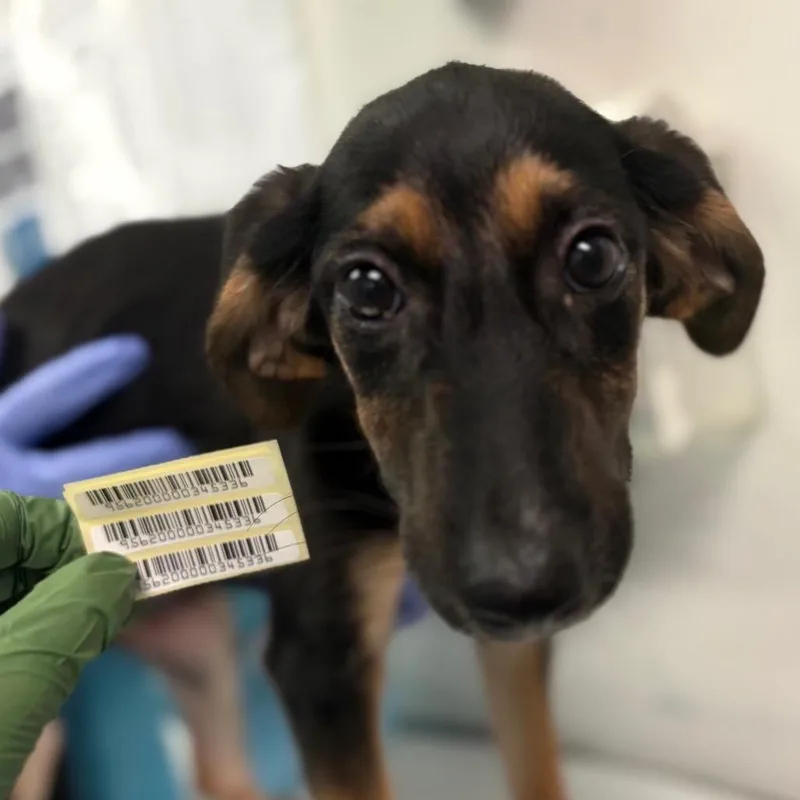 A baby small-sized female Black Mixed Breed dog named Vampire Bat for adoption in Charleston, WV